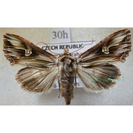 Actinotia polyodon (Clerck, 1759) Cmucha przejrzysta, przydrożnica dziurawcówka Czech30h